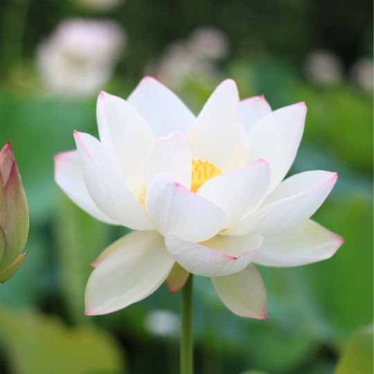 Thấu hiểu Nhân duyên